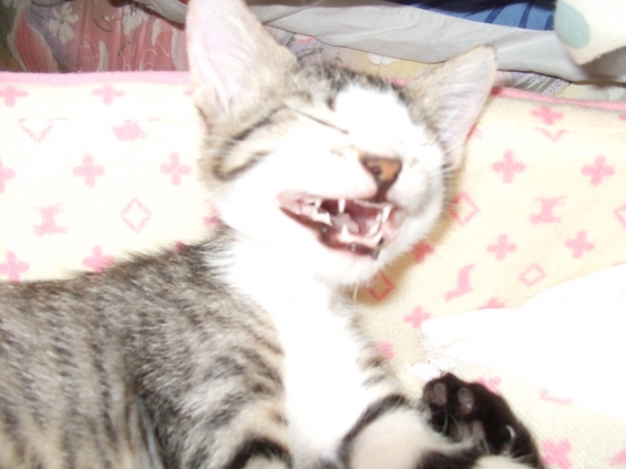 猫画像｜笑う