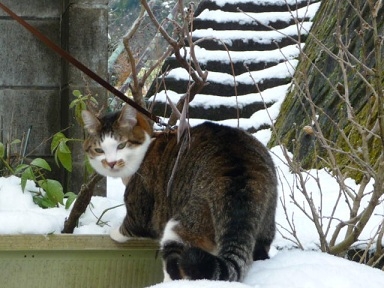 猫画像｜雪の中の散歩
