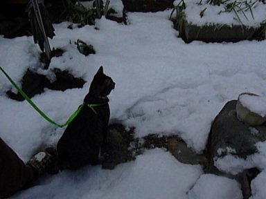 猫画像｜雪の中のお散歩、銀