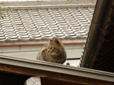 猫画像｜屋根の上