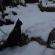 猫画像｜雪の中のお散歩、銀