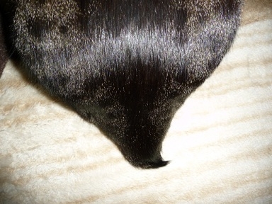 猫画像｜銀の尻尾