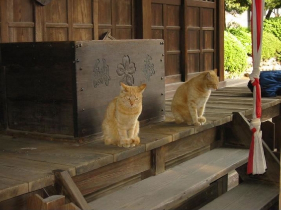猫画像｜賽銭箱を見張る猫