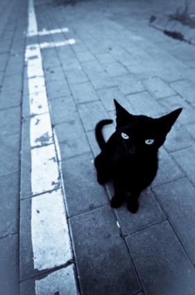 猫画像｜見上げる黒猫