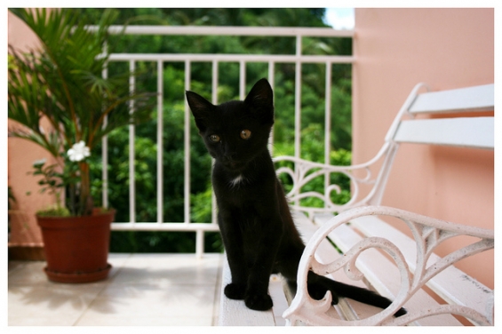 猫画像｜白ベンチの上の黒猫