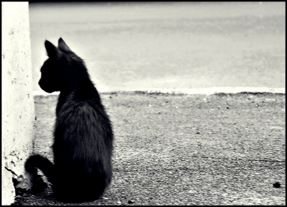 猫画像｜角の先を見つめる黒猫