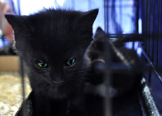 猫画像｜カゴの黒猫