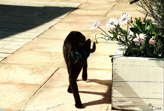 猫画像｜モンローウォークな黒猫