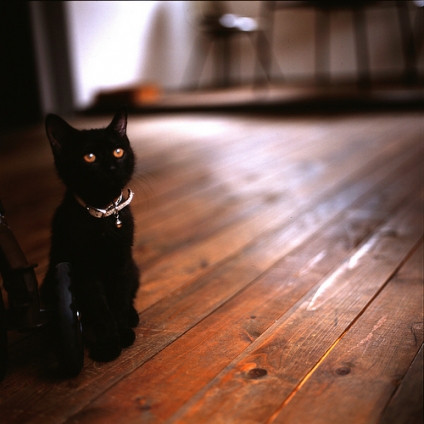 猫画像｜見守る黒猫