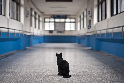 猫画像｜旅立ちの黒猫
