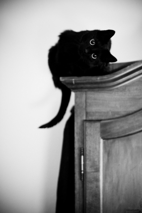猫画像｜首をかしげる黒猫