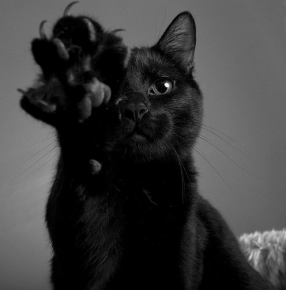猫画像｜捕捉する黒猫