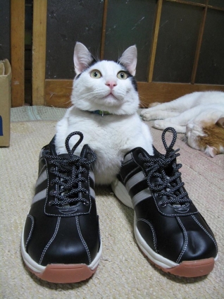 猫画像｜靴L&amp;#9825;VERS