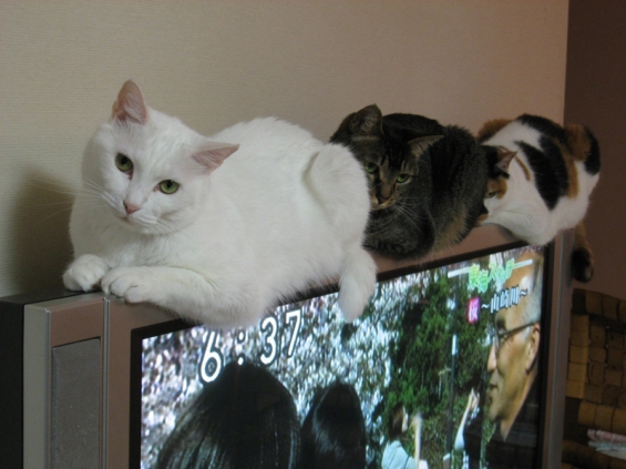 猫画像｜薄型TVは乗りづらい