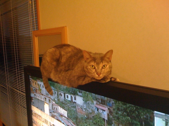猫画像｜薄型TVは乗りづらい