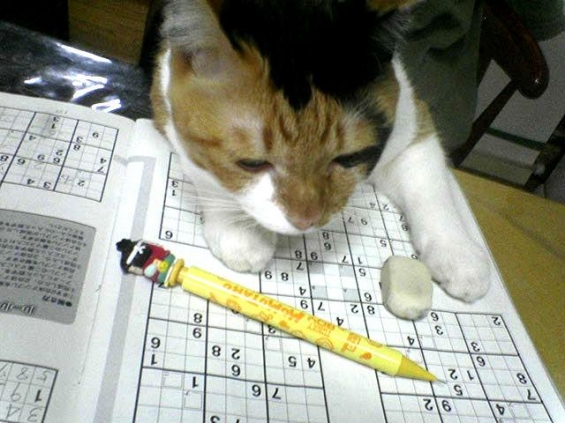 猫画像｜ぬこ勉強中