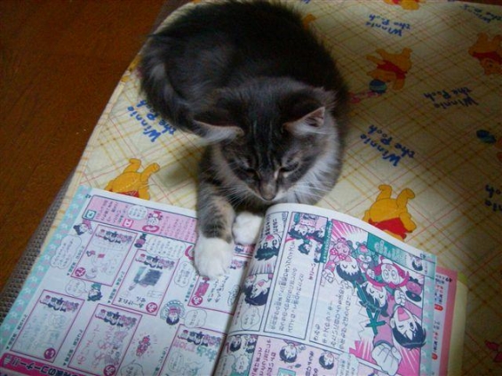 猫画像｜ぬこ勉強中