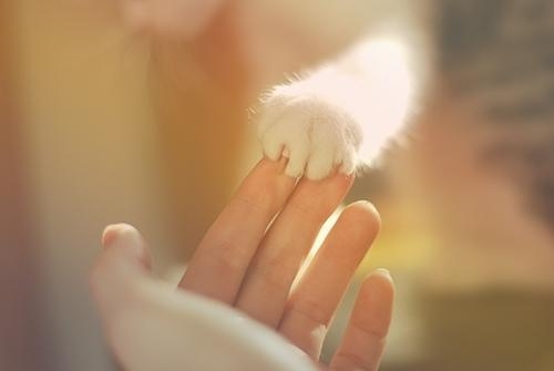 猫画像｜握手