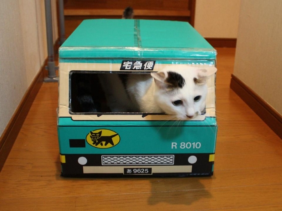 猫画像｜ヤマト運輸GJ☆