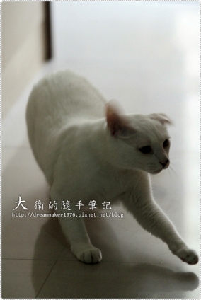 猫画像｜小白王子