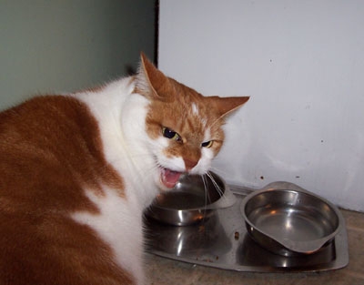 猫画像｜水っ！飯っ！