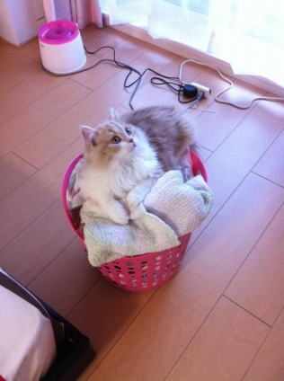 猫画像｜洗濯物じゃにゃいよ、ベッドだもん