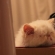 猫画像｜I ♥ 箱