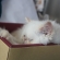 猫画像｜I ♥ 箱