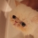 猫画像｜初めてのお風呂①