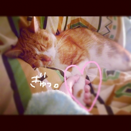 猫画像｜おやすみ♡
