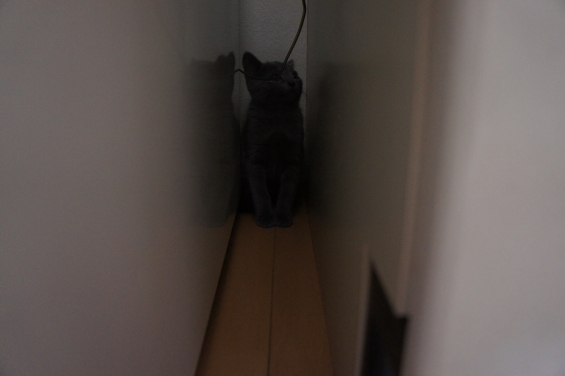 猫画像｜冷蔵庫のスキマ