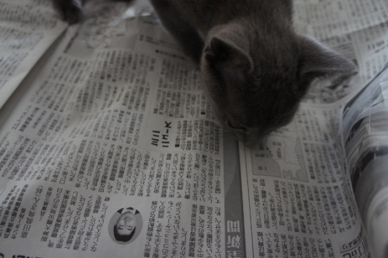 猫画像｜新聞でお勉強。ふむふむ。