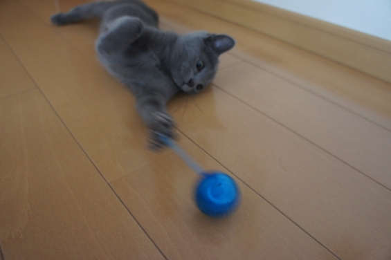 猫画像｜ボールに夢中！！