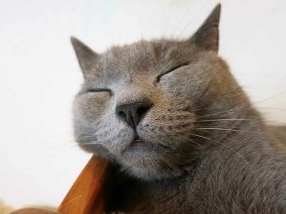 猫画像｜寝顔