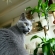 猫画像｜観葉植物とパリス