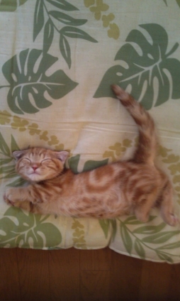猫画像｜笑いながら走るポーズで爆睡