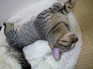 猫画像｜寝ててもゴキゲン！