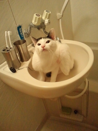 猫画像｜私も歯磨きしょうかな？