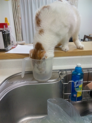 猫画像｜水を必死に飲もうとする・・・