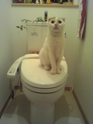 猫画像｜トイレにニャンコ