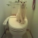 猫画像｜トイレにニャンコ