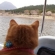 猫画像｜白鳥ボートに乗って・・・