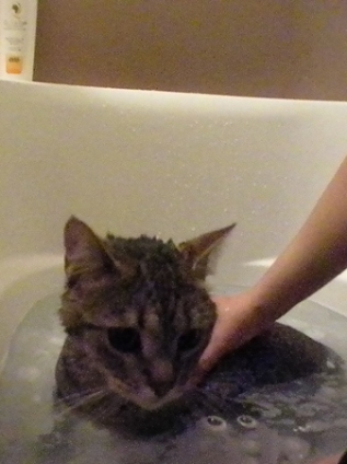 猫画像｜「いい湯だニャ～！」