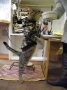 美しく立つ猫！