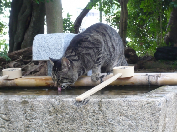 猫画像｜神社にて