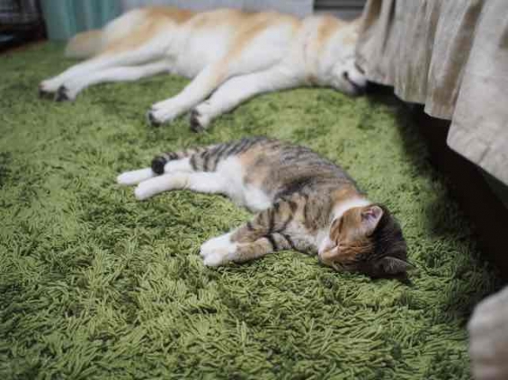 猫画像｜床暖房
