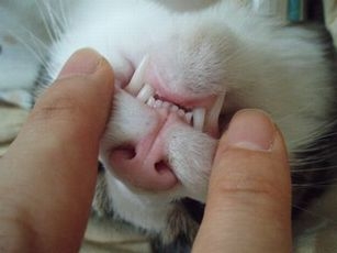 猫画像｜歯の健診