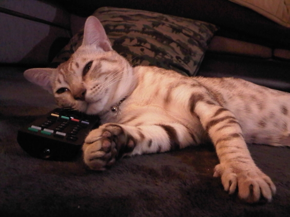 猫画像｜リモコン枕