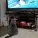 猫画像｜テレビ好き♪