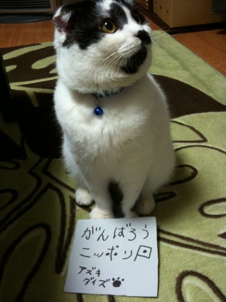 猫画像｜ニッポンのだいちゃん
